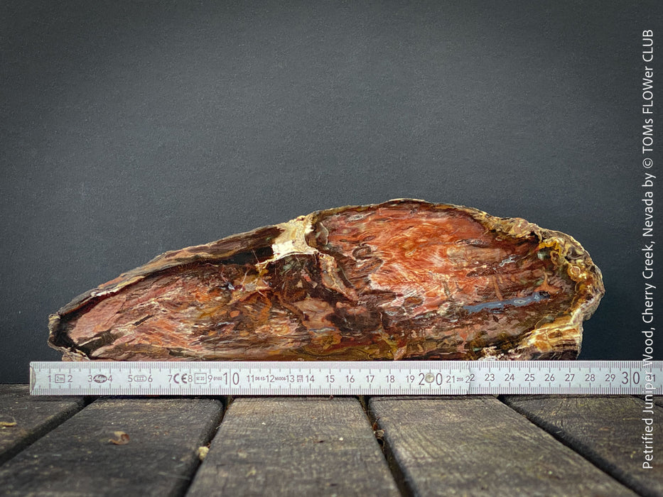 Reddish-brown petrified wood from Cherry Creek, Nevada, polished on both sides, 29 cm long, displayed with two wooden holders, for sale at TOMs FLOWer CLUB in Zurich, Switzerland.