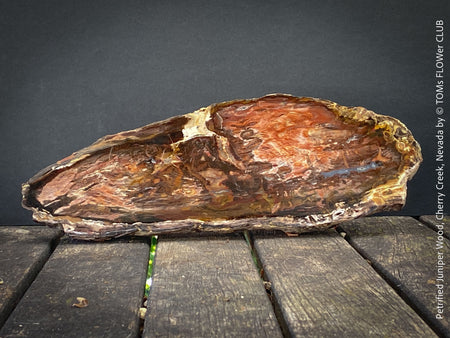 Reddish-brown petrified wood from Cherry Creek, Nevada, polished on both sides, 29 cm long, displayed with two wooden holders, for sale at TOMs FLOWer CLUB in Zurich, Switzerland.