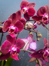 Phalaenopsis Anthura Cartagena, Hybrid orchid, burgundy - lilac flowering orchid, organically grown tropical plants for sale at TOMs FLOWer CLUB