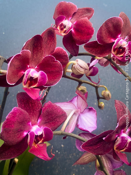 Phalaenopsis Anthura Cartagena, Hybrid orchid, burgundy - lilac flowering orchid, organically grown tropical plants for sale at TOMs FLOWer CLUB