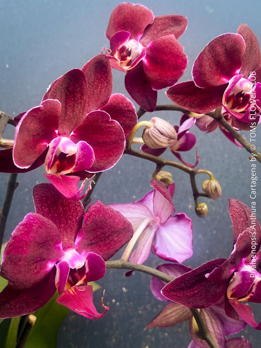 Phalaenopsis Anthura Cartagena, Hybrid orchid, burgundy - lilac flowering orchid, organically grown tropical plants for sale at TOMs FLOWer CLUB