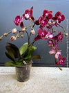 Phalaenopsis Anthura Cartagena, Hybrid orchid, burgundy - lilac flowering orchid, organically grown tropical plants for sale at TOMs FLOWer CLUB