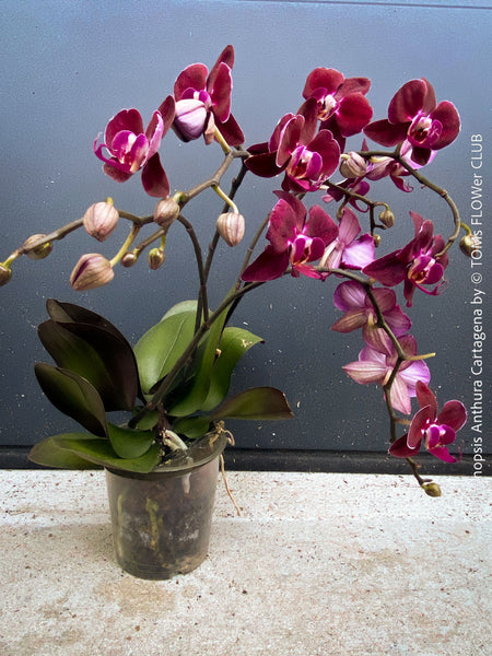 Phalaenopsis Anthura Cartagena, Hybrid orchid, burgundy - lilac flowering orchid, organically grown tropical plants for sale at TOMs FLOWer CLUB