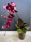 Phalaenopsis Anthura Cartagena, Hybrid orchid, burgundy - lilac flowering orchid, organically grown tropical plants for sale at TOMs FLOWer CLUB