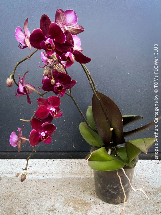 Phalaenopsis Anthura Cartagena, Hybrid orchid, burgundy - lilac flowering orchid, organically grown tropical plants for sale at TOMs FLOWer CLUB