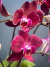 Phalaenopsis Anthura Cartagena, Hybrid orchid, burgundy - lilac flowering orchid, organically grown tropical plants for sale at TOMs FLOWer CLUB