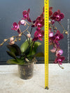 Phalaenopsis Anthura Cartagena, Hybrid orchid, burgundy - lilac flowering orchid, organically grown tropical plants for sale at TOMs FLOWer CLUB