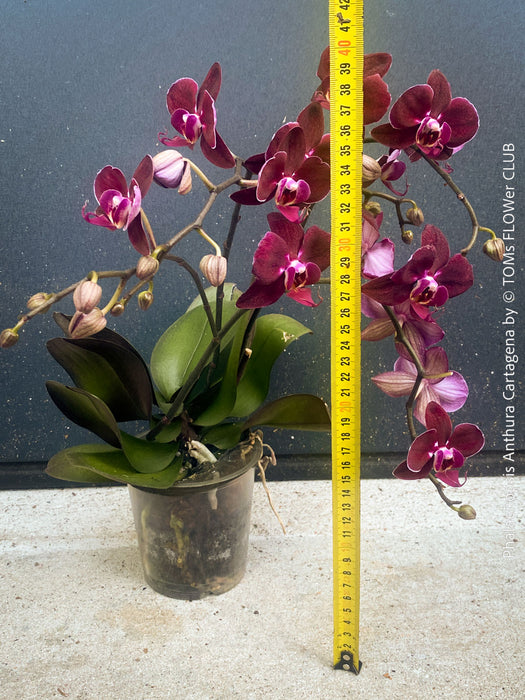 Phalaenopsis Anthura Cartagena, Hybrid orchid, burgundy - lilac flowering orchid, organically grown tropical plants for sale at TOMs FLOWer CLUB