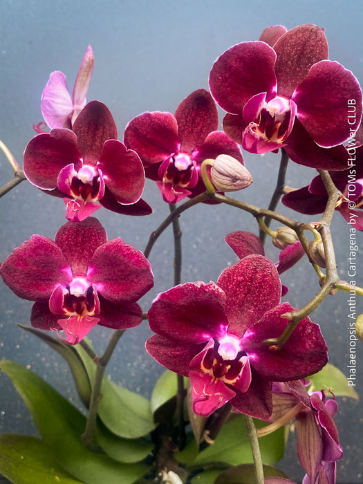 Phalaenopsis Anthura Cartagena, Hybrid orchid, burgundy - lilac flowering orchid, organically grown tropical plants for sale at TOMs FLOWer CLUB