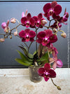 Phalaenopsis Anthura Cartagena, Hybrid orchid, burgundy - lilac flowering orchid, organically grown tropical plants for sale at TOMs FLOWer CLUB