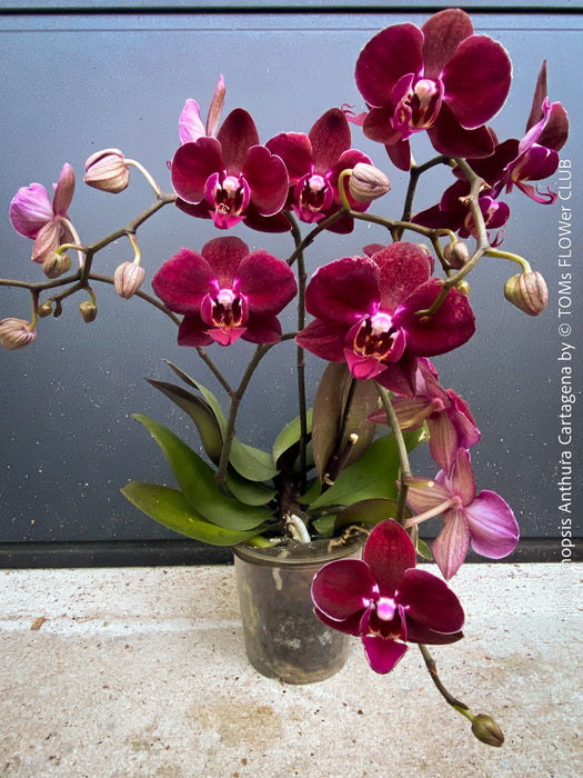 Phalaenopsis Anthura Cartagena, Hybrid orchid, burgundy - lilac flowering orchid, organically grown tropical plants for sale at TOMs FLOWer CLUB