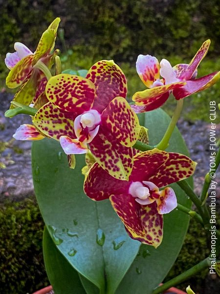 Phalaenopsis Bambula burgundy flowering orchid, organically grown tropical plants for sale at TOMs FLOWer CLUB.