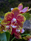 Phalaenopsis Bambula burgundy flowering orchid, organically grown tropical plants for sale at TOMs FLOWer CLUB.