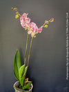 Phalaenopsis Big Lips Burgundy Marble, burgundy splash spotted orchid for sale at TOMs FLOWer CLUB Zurich Switzerland