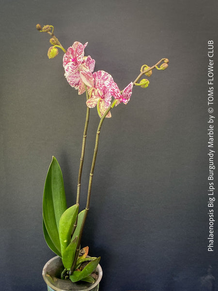 Phalaenopsis Big Lips Burgundy Marble, burgundy splash spotted orchid for sale at TOMs FLOWer CLUB Zurich Switzerland