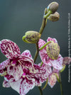 Phalaenopsis Big Lips Burgundy Marble, burgundy splash spotted orchid for sale at TOMs FLOWer CLUB Zurich Switzerland