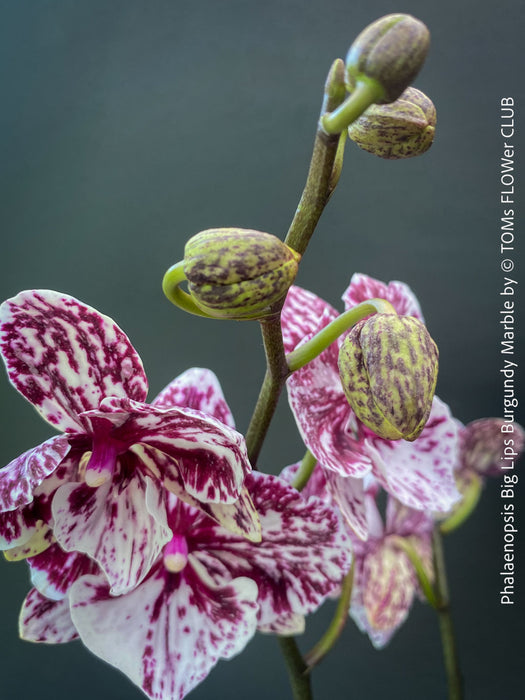 Phalaenopsis Big Lips Burgundy Marble, burgundy splash spotted orchid for sale at TOMs FLOWer CLUB Zurich Switzerland