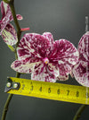 Phalaenopsis Big Lips Burgundy Marble, burgundy splash spotted orchid for sale at TOMs FLOWer CLUB Zurich Switzerland