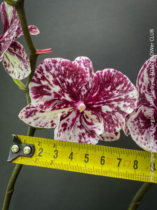Phalaenopsis Big Lips Burgundy Marble, burgundy splash spotted orchid for sale at TOMs FLOWer CLUB Zurich Switzerland