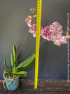 Phalaenopsis Big Lips Burgundy Marble, burgundy splash spotted orchid for sale at TOMs FLOWer CLUB Zurich Switzerland