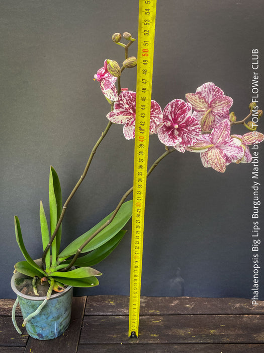 Phalaenopsis Big Lips Burgundy Marble, burgundy splash spotted orchid for sale at TOMs FLOWer CLUB Zurich Switzerland