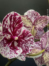 Phalaenopsis Big Lips Burgundy Marble, burgundy splash spotted orchid for sale at TOMs FLOWer CLUB Zurich Switzerland