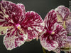 Phalaenopsis Big Lips Burgundy Marble, burgundy splash spotted orchid for sale at TOMs FLOWer CLUB Zurich Switzerland