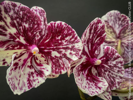 Phalaenopsis Big Lips Burgundy Marble, burgundy splash spotted orchid for sale at TOMs FLOWer CLUB Zurich Switzerland