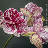 Phalaenopsis Big Lips Burgundy Marble, burgundy splash spotted orchid for sale at TOMs FLOWer CLUB Zurich Switzerland