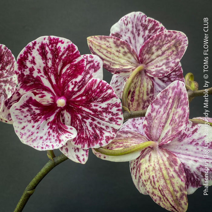 Phalaenopsis Big Lips Burgundy Marble, burgundy splash spotted orchid for sale at TOMs FLOWer CLUB Zurich Switzerland