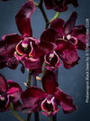 Phalaenopsis Black Swan, burgundy black flowering orchid, organically grown tropical plants for sale at TOMs FLOWer CLUB