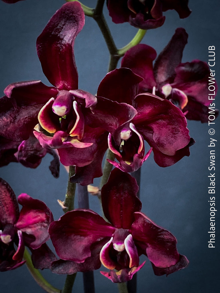 Phalaenopsis Black Swan | black flowering orchid | organically
