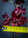 Phalaenopsis Black Swan, burgundy black flowering orchid, organically grown tropical plants for sale at TOMs FLOWer CLUB