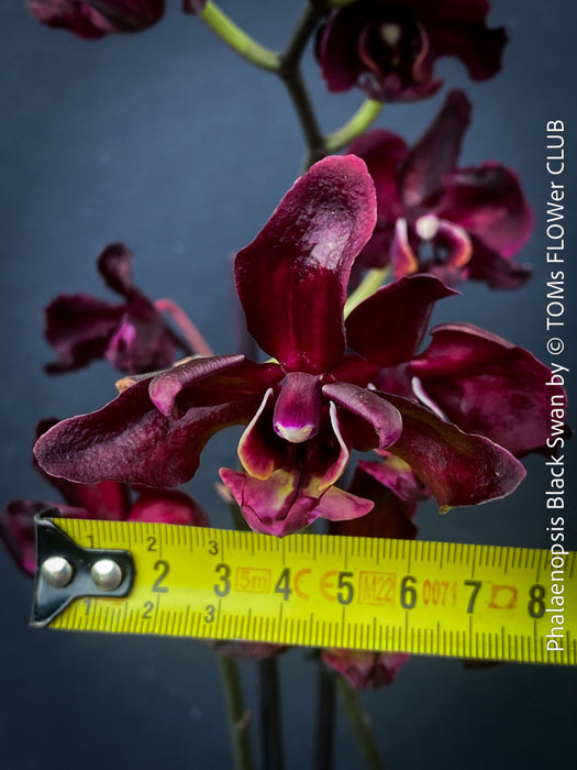 Phalaenopsis Black Swan, burgundy black flowering orchid, organically grown tropical plants for sale at TOMs FLOWer CLUB