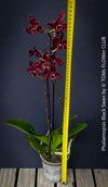 Phalaenopsis Black Swan, burgundy black flowering orchid, organically grown tropical plants for sale at TOMs FLOWer CLUB