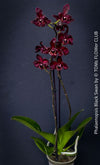 Phalaenopsis Black Swan, burgundy black flowering orchid, organically grown tropical plants for sale at TOMs FLOWer CLUB