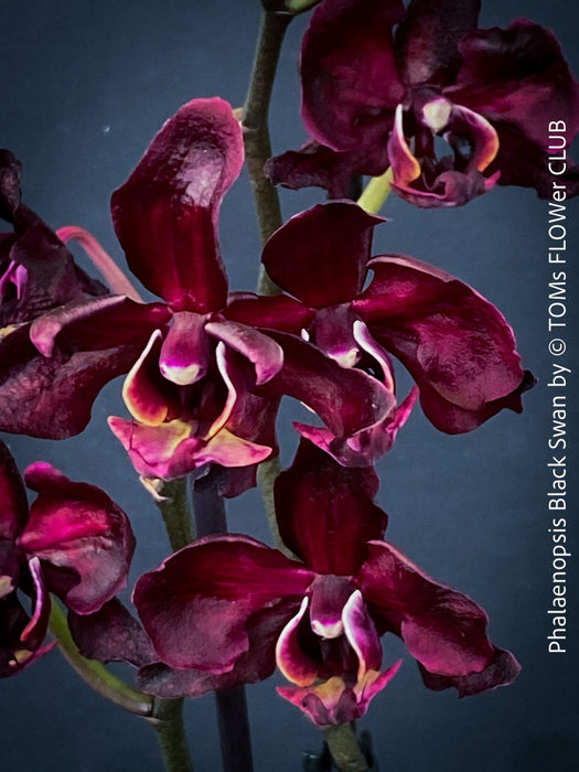 Phalaenopsis Black Swan, burgundy black flowering orchid, organically grown tropical plants for sale at TOMs FLOWer CLUB