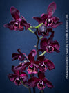 Phalaenopsis Black Swan, burgundy black flowering orchid, organically grown tropical plants for sale at TOMs FLOWer CLUB