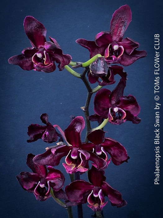 Phalaenopsis Black Swan, burgundy black flowering orchid, organically grown tropical plants for sale at TOMs FLOWer CLUB