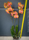 Phalaenopsis Bologna orchid orange burgundy flowers elegant indoor plant for sale at TOMs FLOWer CLUB Zurich Switzerland