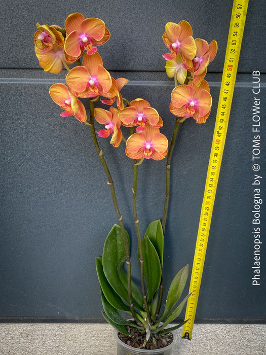 Phalaenopsis Bologna orchid orange burgundy flowers elegant indoor plant for sale at TOMs FLOWer CLUB Zurich Switzerland
