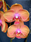 Phalaenopsis Bologna close-up orchid bloom orange red petals indoor plant for sale at TOMs FLOWer CLUB Zurich Switzerland