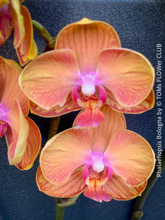 Phalaenopsis Bologna close-up orchid bloom orange red petals indoor plant for sale at TOMs FLOWer CLUB Zurich Switzerland