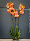 Phalaenopsis Bologna flowering orchid plant decorative houseplant for sale at TOMs FLOWer CLUB Zurich Switzerland