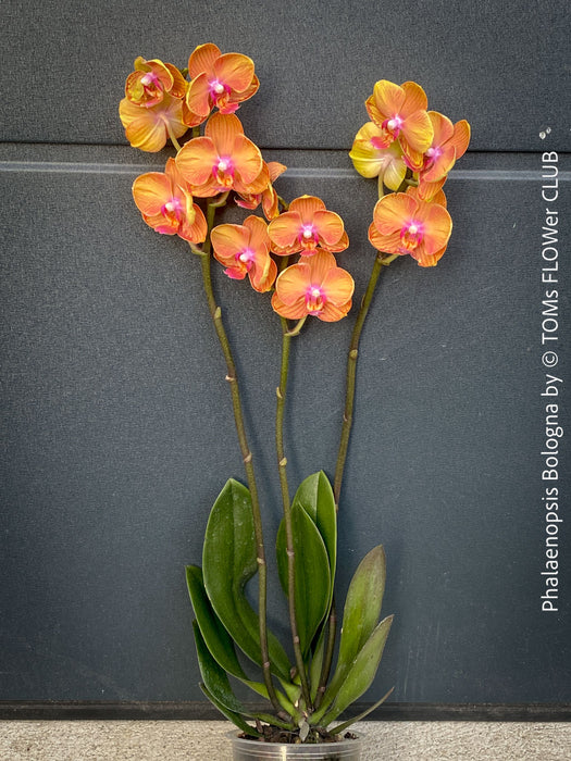 Phalaenopsis Bologna flowering orchid plant decorative houseplant for sale at TOMs FLOWer CLUB Zurich Switzerland