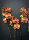 Phalaenopsis Bologna potted orchid plant well-drained substrate indoor plant for sale at TOMs FLOWer CLUB Zurich Switzerland