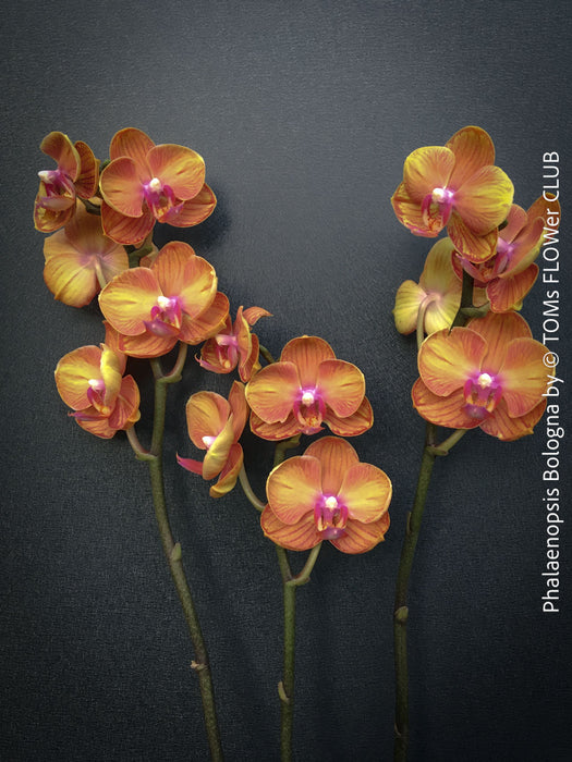 Phalaenopsis Bologna potted orchid plant well-drained substrate indoor plant for sale at TOMs FLOWer CLUB Zurich Switzerland