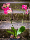 Phalaenopsis Burgundy Splash Flower Hybrid, Hybrid orchid, burgundy - lilac flowering orchid, organically grown tropical plants for sale at TOMs FLOWer CLUB