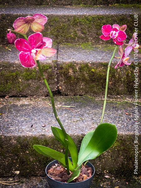 Phalaenopsis Burgundy Splash Flower Hybrid, Hybrid orchid, burgundy - lilac flowering orchid, organically grown tropical plants for sale at TOMs FLOWer CLUB