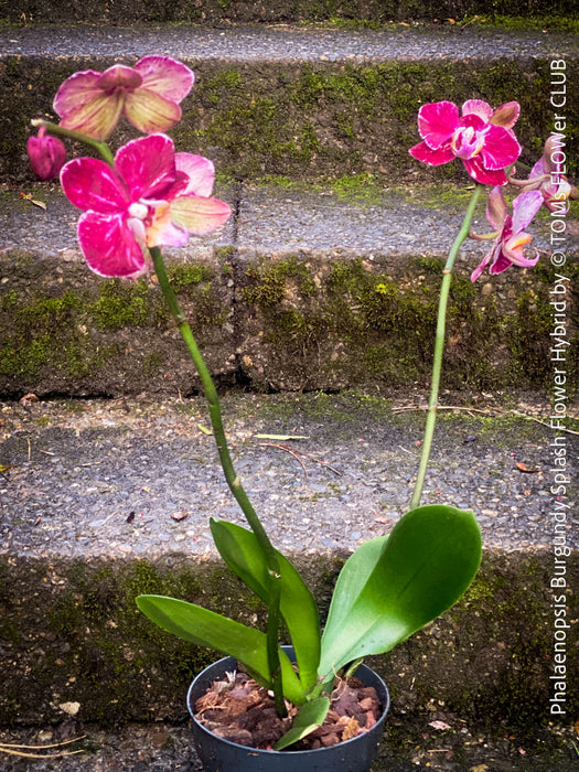 Phalaenopsis Burgundy Splash Flower Hybrid, Hybrid orchid, burgundy - lilac flowering orchid, organically grown tropical plants for sale at TOMs FLOWer CLUB